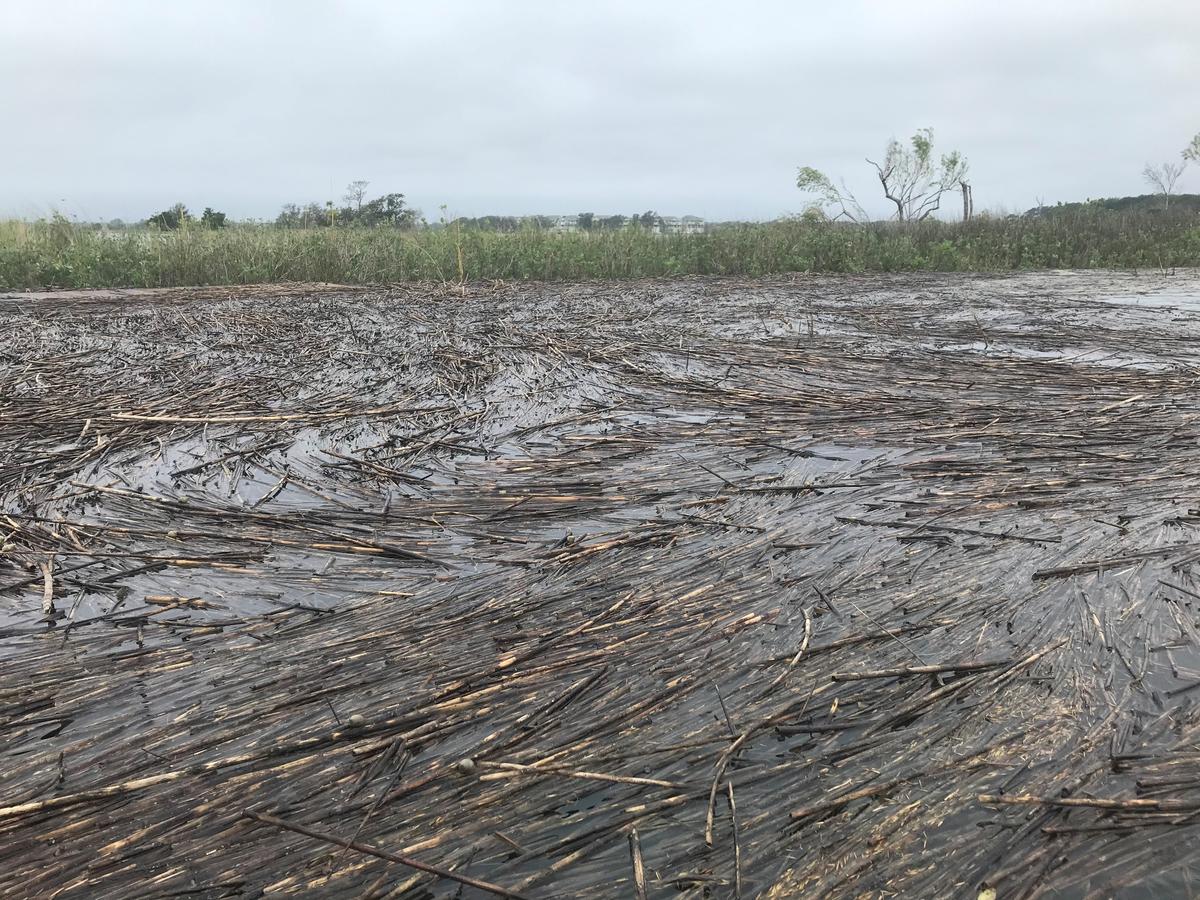 This is a picture of snails on spartina stalk in Charleston, South Carolina.